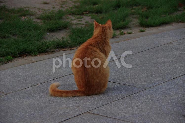 春のたそがれの公園猫 ネコ,猫,公園猫の写真素材