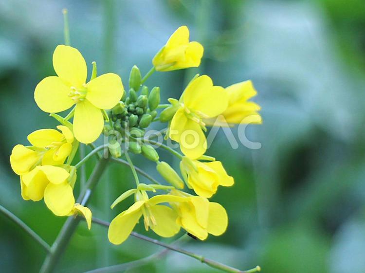 日本の花 菜の花,ナノハナ,アブラナの写真素材