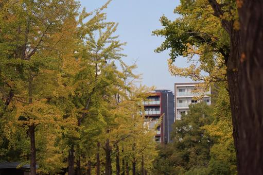 黄色い色づく銀杏並木とビルのある街並み 黄色,色づく,銀杏の写真素材