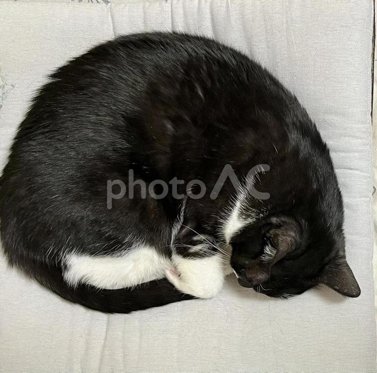 丸くなって寝る白黒猫 かわいい,モフモフ,猫の写真素材