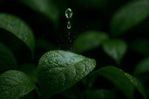 落下寸前の水滴 落下寸前の水滴の写真