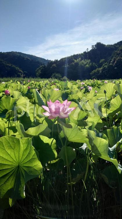 伊勢市二見の民話の駅蘇民の蓮の花 蓮の花,ピンク,初夏の写真素材