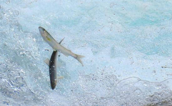 鮎 鮎,川魚,釣りの写真素材