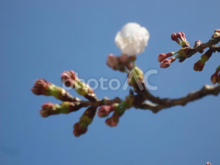 桜　さくら　サクラ さくら,しょくぶつ,サクラの写真素材