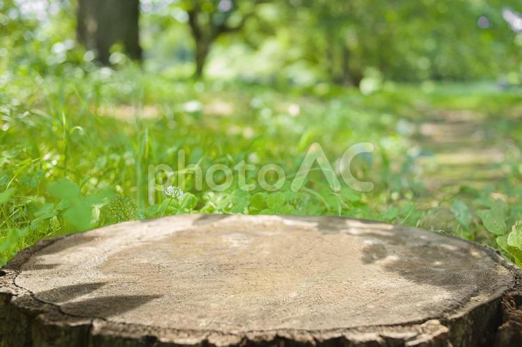 背景素材　森の切り株 背景,テーブル,机の写真素材
