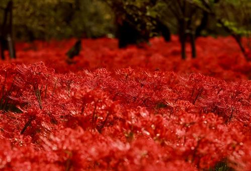 曼殊沙華 曼殊沙華の写真