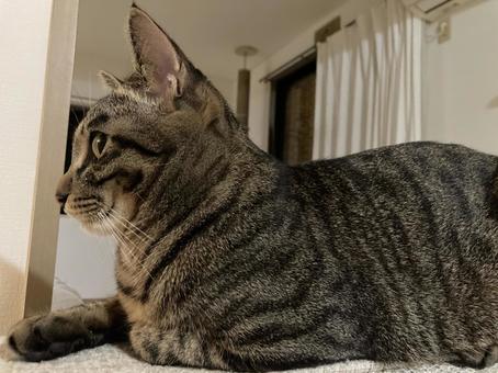 猫 猫,ねこ,にゃんこの写真素材