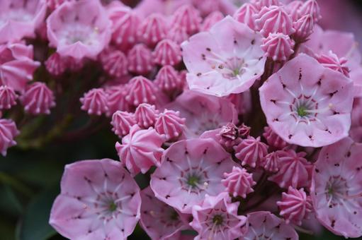 Photo, kalmia, আমেরিকান রডোডেনড্রন, স্প্রিং ফুল, 
