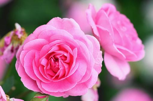 Surrounded by the scent of roses, rose, rose, natural, JPG
