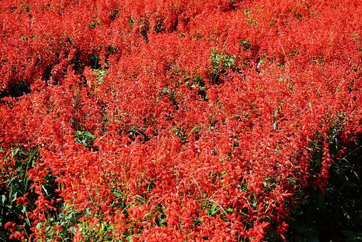 淡路島 あわじ花さじき⑳ サルビア 淡路島 あわじ花さじき⑳ サルビアの写真