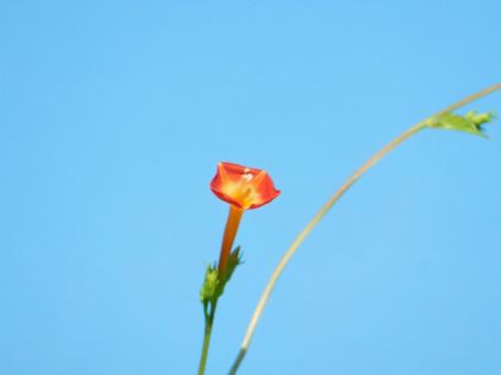 【花の写真】 マルバルコウソウ 【花の写真】 マルバルコウソウの写真