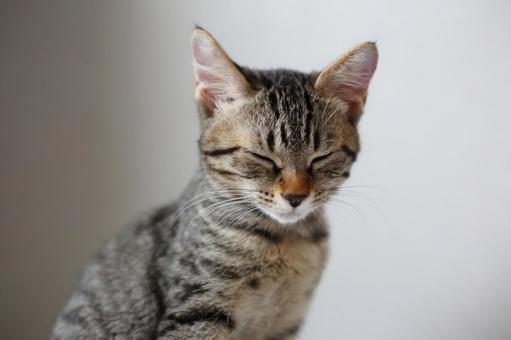 ちょっと眠たくなった子猫 ちょっと眠たくなった子猫の写真