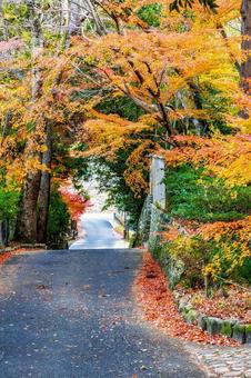 宝福寺の紅葉風景 宝福寺の紅葉風景 もみじ,美しい,カラフルの写真素材