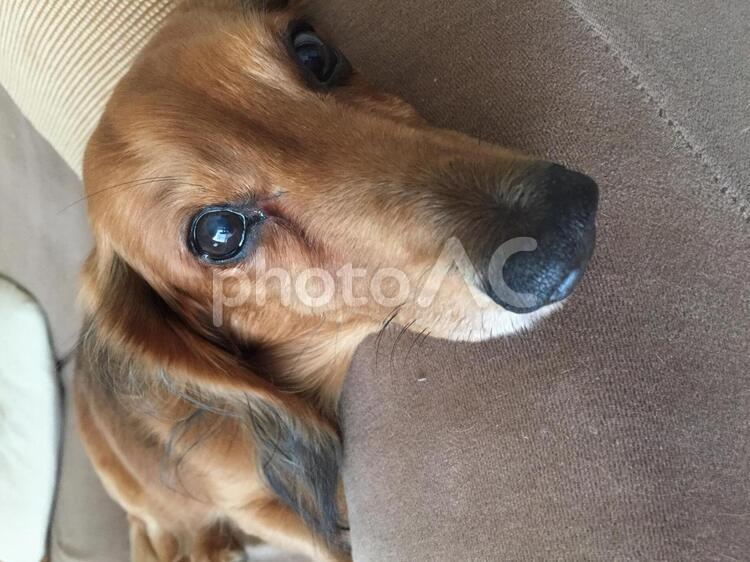 ぼーっとする　犬 いぬ,ミニチュアダックス,ダックスの写真素材