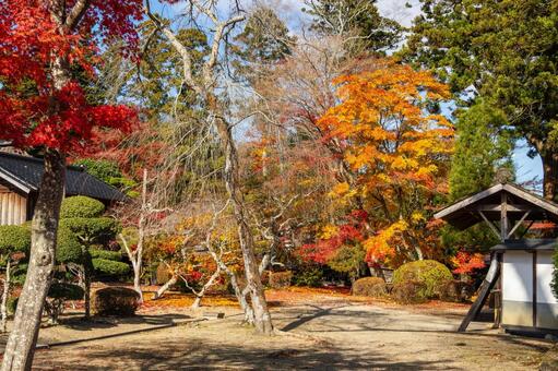 佐々木家住宅の秋景色⑿ 晩秋,紅葉,モミジの写真素材