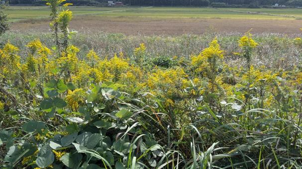 田舎の風景 田舎,郊外,自然の写真素材
