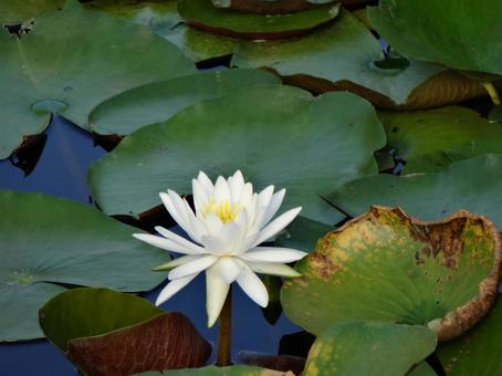 Water Lily, JPG Water Lily, JPG