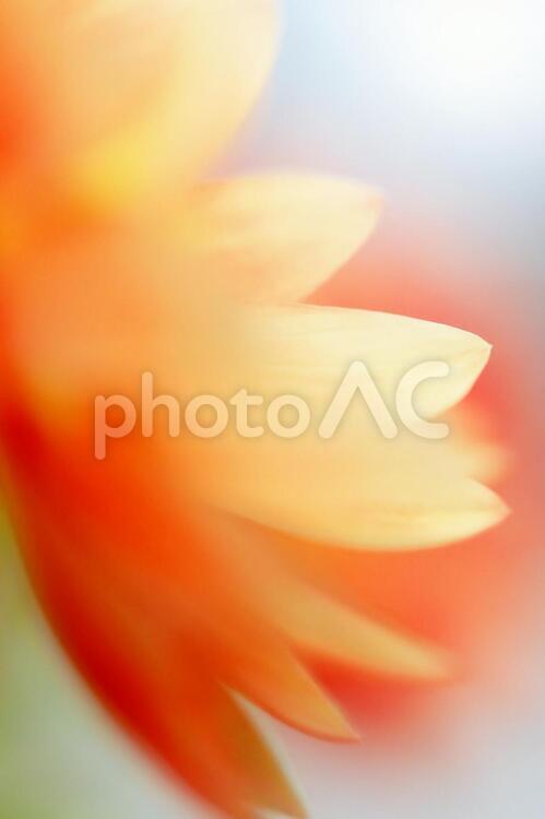 美しいダリア_アップ_イメージ 花,ダリア,背景の写真素材