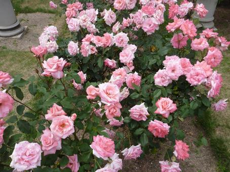ローズガーデンの花22 ローズガーデンの花22 バラ,花フェスタ記念公園,岐阜ワールド・ローズガーデンの写真素材