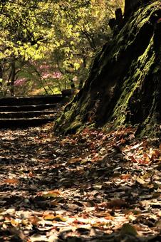 苔のある風景 苔のある風景の写真