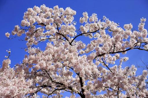 Pink cherry blossoms and blue sky in harmony, JPG