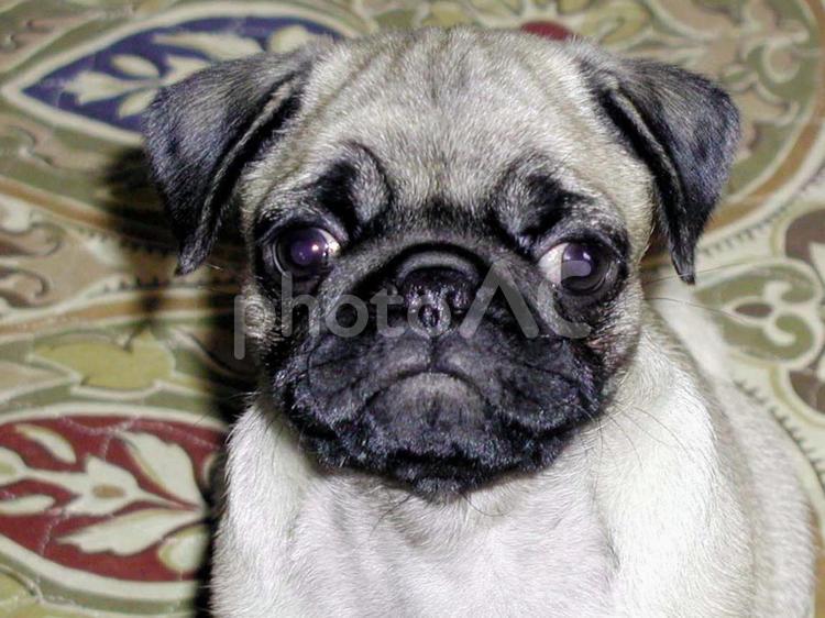 パグの赤ちゃんの表情 パグ,犬,ペットの写真素材