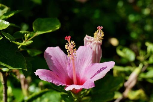 大船フラワーセンターのハイビスカス ハイビスカス,大船フラワーセンター,鎌倉の写真素材