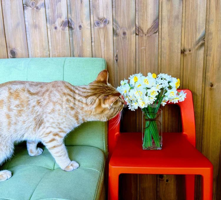 水仙の匂いを嗅ぐ猫 スイセン,ネコ,花の写真素材