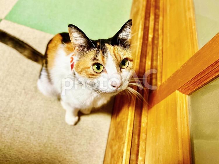 戸を開けてくれるまで動かない 三毛猫,calico,catの写真素材