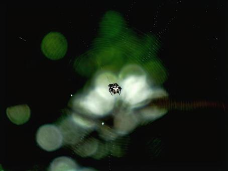 暗い林の中で獲物を待つトゲグモ 暗い林の中で獲物を待つトゲグモの写真
