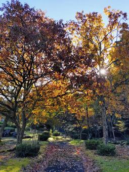 秋を歩く 紅葉,木漏れ日,さわやかの写真素材