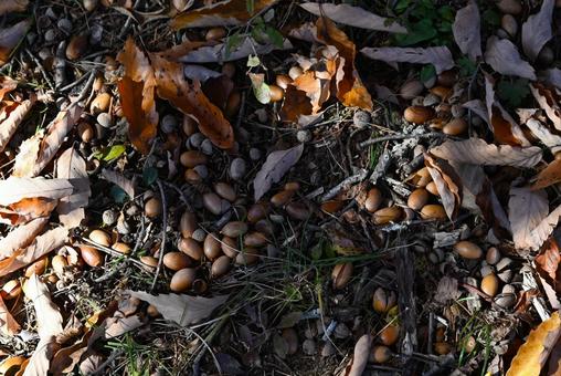 どんぐり どんぐり,枯れ葉,落ち葉の写真素材