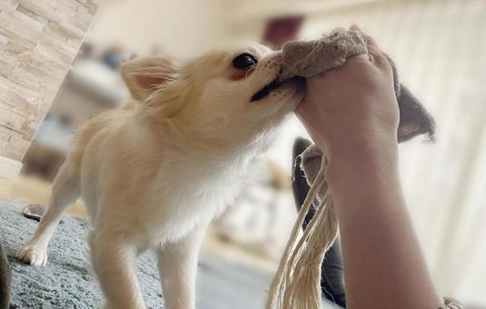 飼い主とおもちゃで遊ぶチワワ 飼い主とおもちゃで遊ぶチワワ チワワ,ペット,犬の写真素材