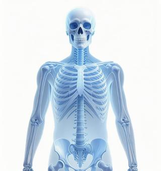 人体骨格のホログラフィック表示 人体骨格のホログラフィック表示の写真