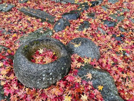 紅葉に敷き詰められた道 紅葉に敷き詰められた道 比叡山,延暦寺,秋の写真素材