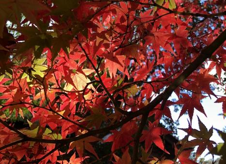 紅葉b 紅葉bの写真