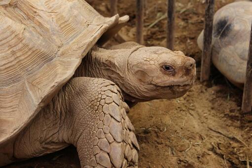 Giant tortoise, гигантская черепаха, слон, черепаха, JPG