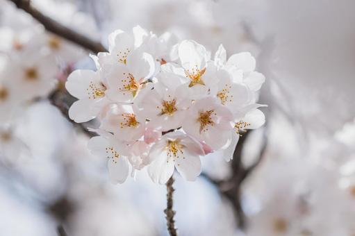 桜 桜の写真