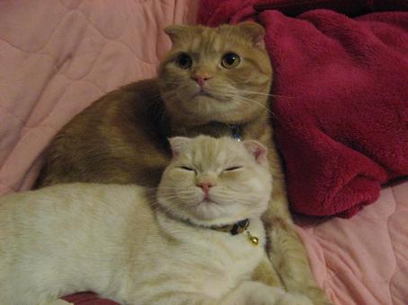 寄り添う猫 猫,ねこ,ペットの写真素材