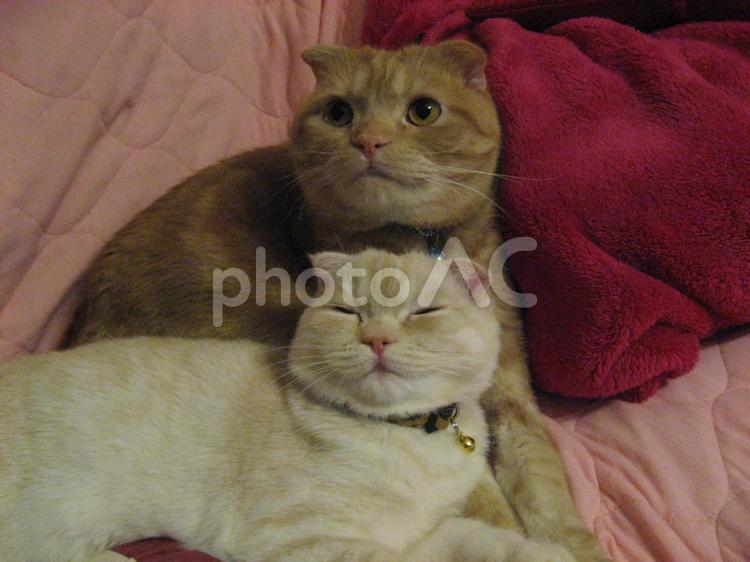 寄り添う猫 猫,ねこ,ペットの写真素材