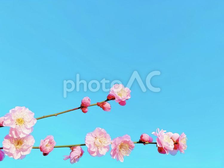 青空に映える枝垂れ梅 梅の花,花,2月の写真素材