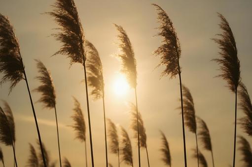 夕陽に揺れるススキ 夕陽に揺れるススキの写真
