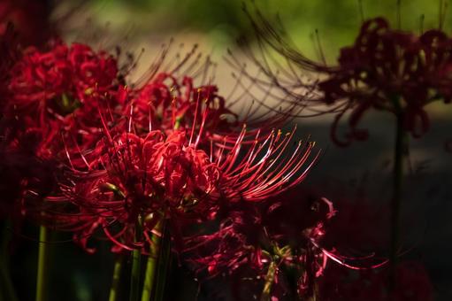 Photo, cluster amaryllis, higambana, red flower, 