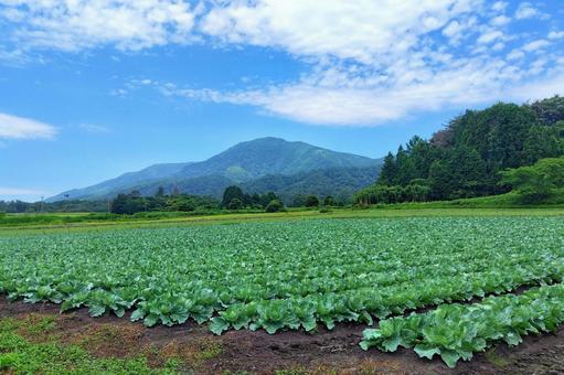 キャベツ畑 キャベツ,畑,キャベツ畑の写真素材