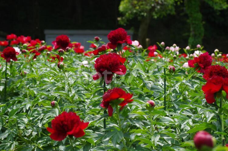 シャクヤク（芍薬） しゃくやく,ガーデニング,シャクヤクの写真素材