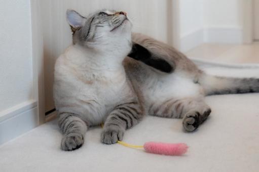 体を掻く猫 体を掻く猫 猫,掻く,くつろぐの写真素材