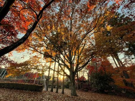 秋の風景 紅葉,黄葉,もみじの写真素材