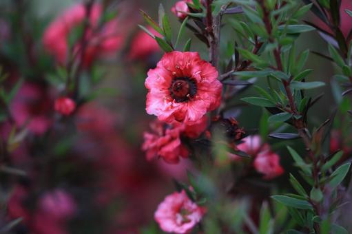 ギョリュウバイ ギョリュウバイ ギョリュウバイ,花,花びらの写真素材