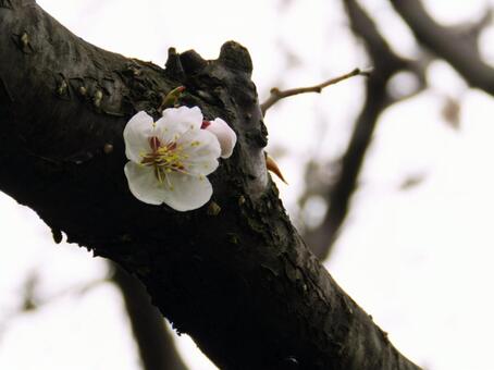 北の梅 北の梅の写真