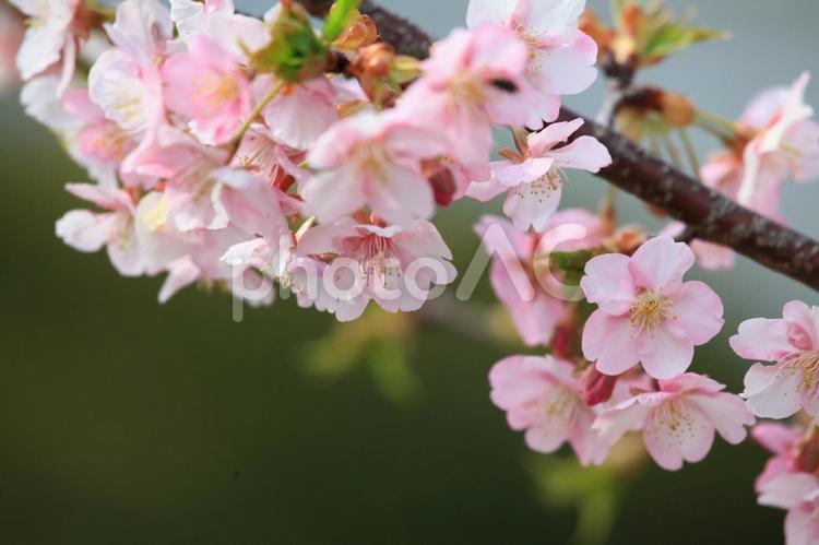 桜のピンクの花びら 桜,桃色,ピンクの写真素材